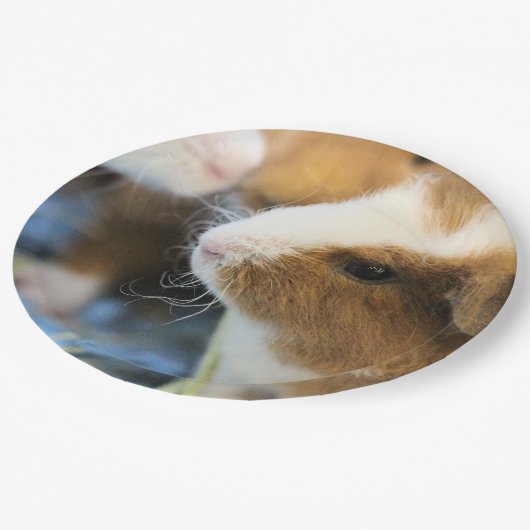 schwach pappteller (Schrägansicht)