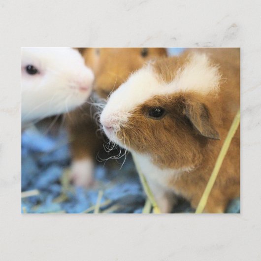 schwach postkarte (Vorderseite)