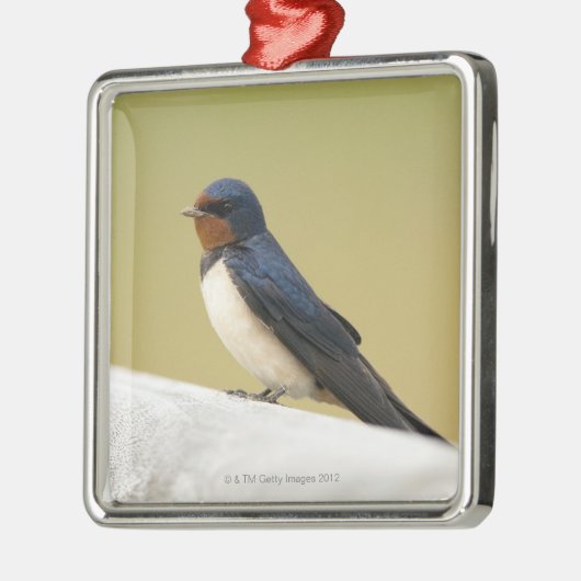 Schwalbe auf einer hölzernen Leiste Silbernes Ornament (Links)