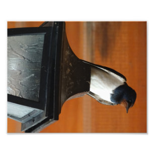 Schwalbe Vogel auf einer Lampe  Professioneller Fo Fotodruck