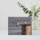 Schwalben 9659 postkarte (Stehend Vorderseite)