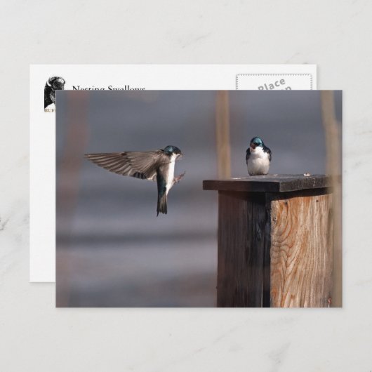 Schwalben 9659 postkarte (Vorne/Hinten)