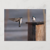 Schwalben 9659 postkarte (Vorderseite)