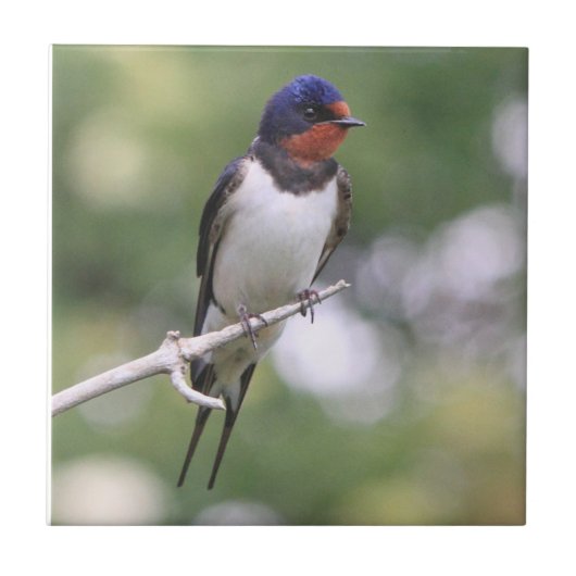 Schwalben-Fliese Fliese (Vorderseite)