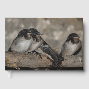 Schwalben-Jungvögel auf einem Ast sitzend Gästebuch