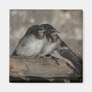 Schwalben-Jungvögel auf einem Ast sitzend Magnet