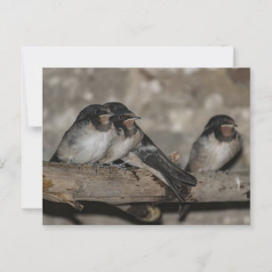 Schwalben-Jungvögel auf einem Ast sitzend Postkarte