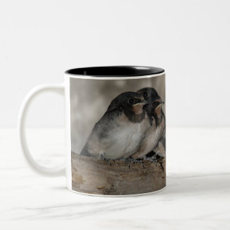 Schwalben-Jungvögel auf einem Ast sitzend Zweifarbige Tasse