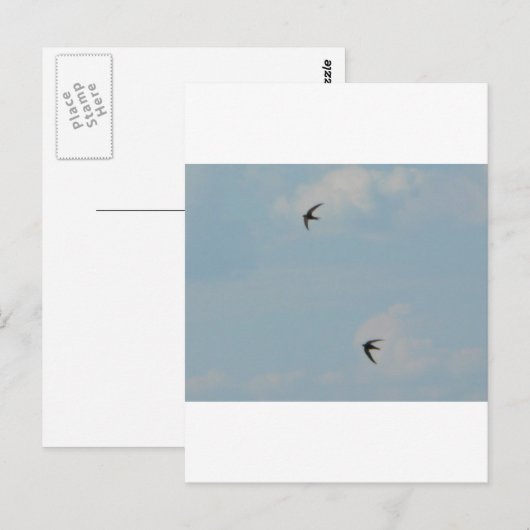 Schwalben Postkarte (Vorne/Hinten)