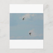 Schwalben Postkarte (Vorderseite)