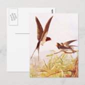 Schwalbenillustration Postkarte (Vorne/Hinten)