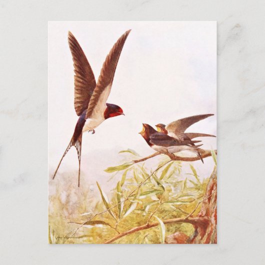 Schwalbenillustration Postkarte (Vorderseite)