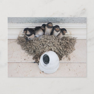 Schwalbennestlinge sitzen im Nest Postkarte