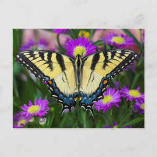 Schwalbenschwanz auf Gänseblümchen Postkarte