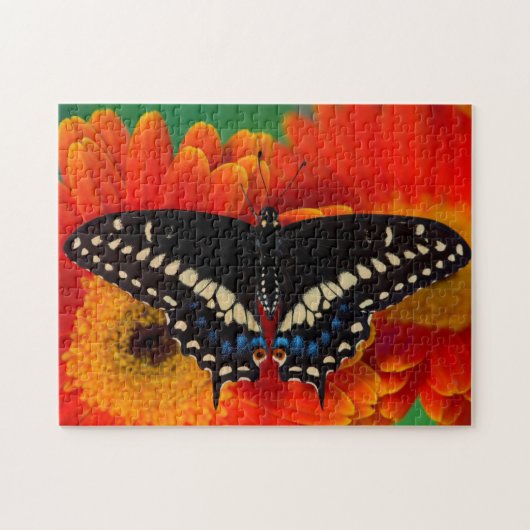 Schwalbenschwanz auf Gerbera Puzzle (Horizontal)
