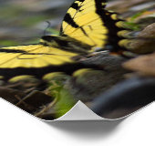 Schwalbenschwanz auf Kiesposter Poster (Ecke)