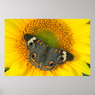 Schwalbenschwanz auf Sonnenblume Poster