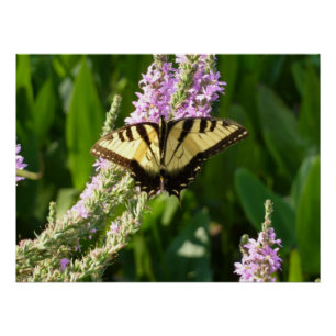 Schwalbenschwanz auf violetten Wildblumen Poster