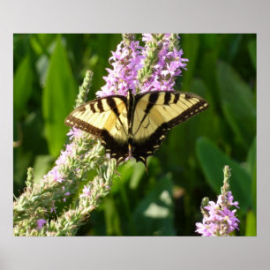 Schwalbenschwanz auf violetten Wildblumen Poster