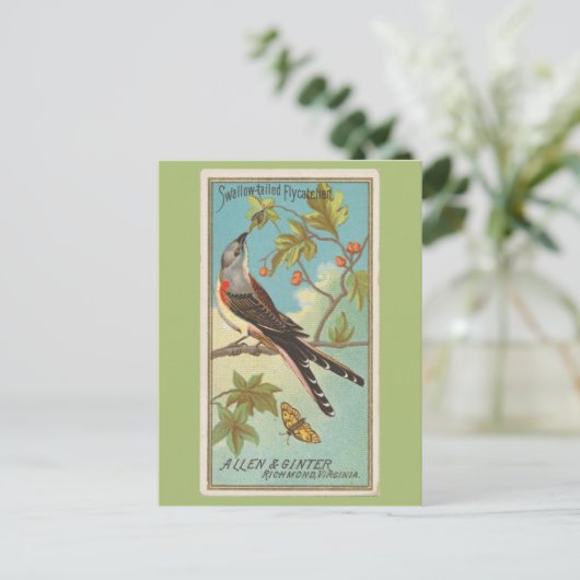 Schwalbenschwanz-Flycatcher Postkarte (Stehend Vorderseite)