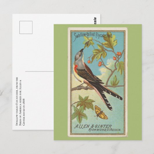 Schwalbenschwanz-Flycatcher Postkarte (Vorne/Hinten)