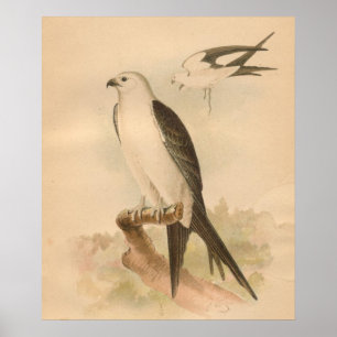 Schwalbenschwanz-Milan-Vogel Vintage-Kunst druck Poster