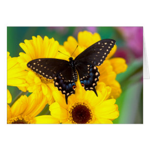 Schwalbenschwanz-Schmetterling