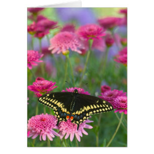 Schwalbenschwanz-Schmetterling auf dunkelroter Blu