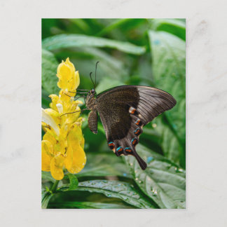 Schwalbenschwanz Schmetterling auf einer Blume Postkarte