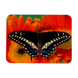 Schwalbenschwanz Schmetterling auf Gerbera Gänsebl Magnet