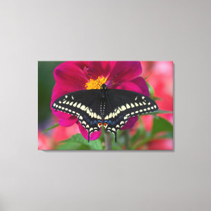 Schwalbenschwanz Schmetterling auf Zinnia Leinwanddruck
