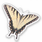 Schwalbenschwanz-Schmetterling Aufkleber (Vorderseite)