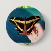 Schwalbenschwanz-Schmetterling Button (Vorderseite)