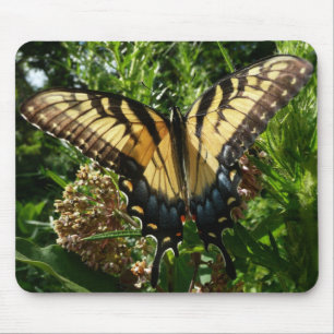 Schwalbenschwanz Schmetterling III Schönes Farbige Mousepad