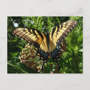 Schwalbenschwanz Schmetterling III Schönes Farbige Postkarte