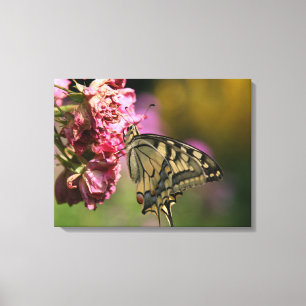 Schwalbenschwanz Schmetterling Leinwand