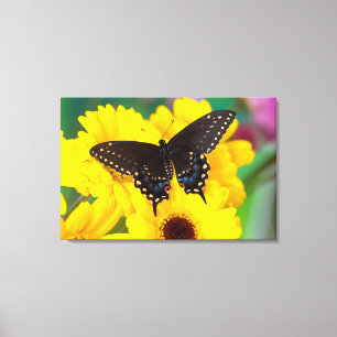 Schwalbenschwanz-Schmetterling Leinwanddruck
