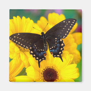 Schwalbenschwanz-Schmetterling Magnet