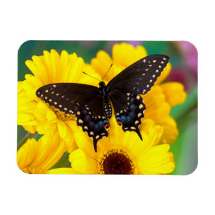 Schwalbenschwanz-Schmetterling Magnet