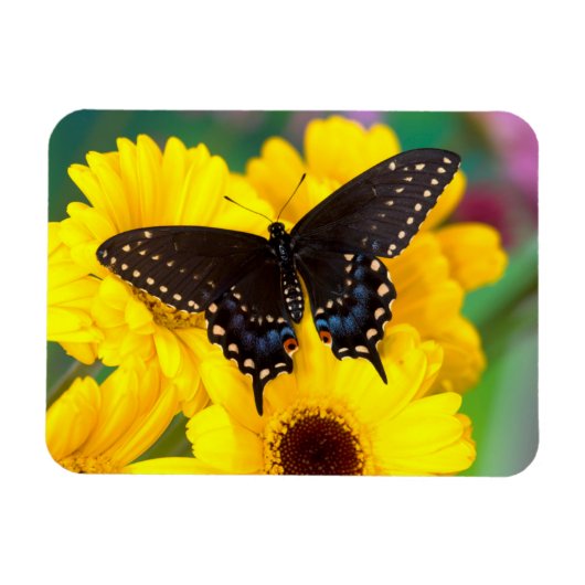 Schwalbenschwanz-Schmetterling Magnet (Horizontal)