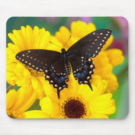 Schwalbenschwanz Schmetterling Mousepad (Vorne)