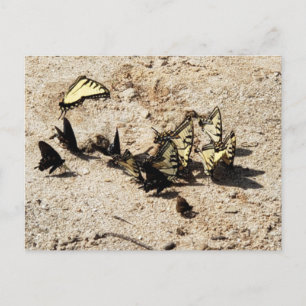 Schwalbenschwanz Schmetterling Postkarte