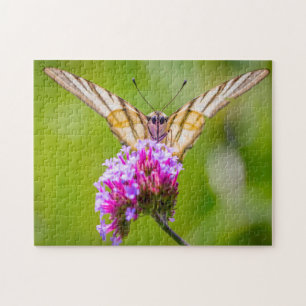 Schwalbenschwanz-Schmetterling. Puzzle