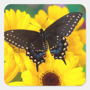 Schwalbenschwanz-Schmetterling Quadratischer Aufkleber