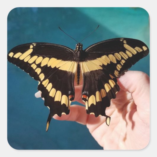 Schwalbenschwanz-Schmetterling Quadratischer Aufkleber (Vorderseite)