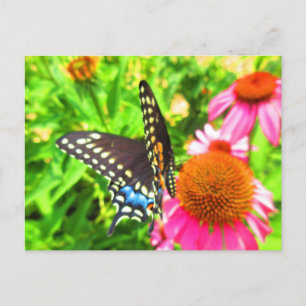 Schwalbenschwanz Schmetterling Rosa Echinacea Blum Postkarte