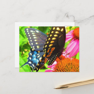 Schwalbenschwanz Schmetterling Rosa Echinacea Blum Postkarte