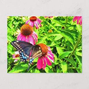 Schwalbenschwanz Schmetterling Rosa Echinacea Blum Postkarte
