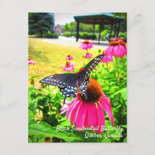 Schwalbenschwanz Schmetterling Rosa Echinacea Blum Postkarte
