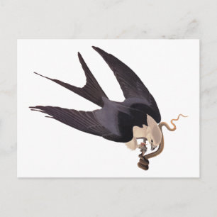 Schwalbenschwanzbussard mit Schlange Vintage Audub Postkarte